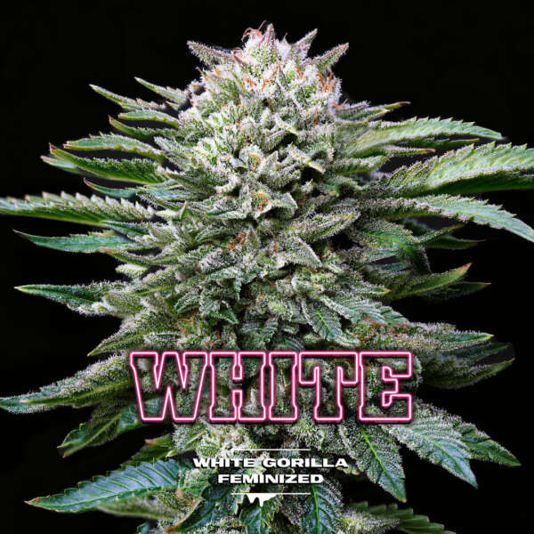 White Gorilla