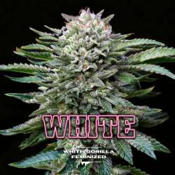 White Gorilla