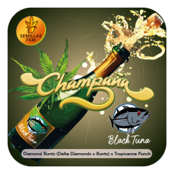 Champaña