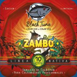 Zambo Reguar