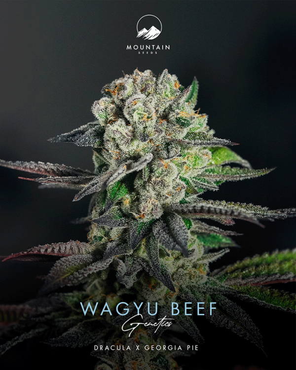 Wagyu Beef - Image 2