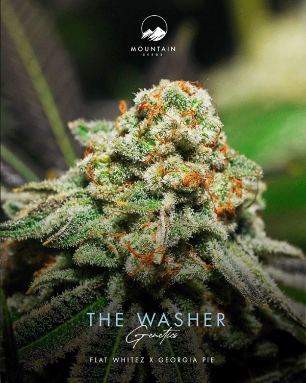 The Washer - Image 2