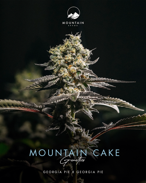 Mountain Cake - Image 2