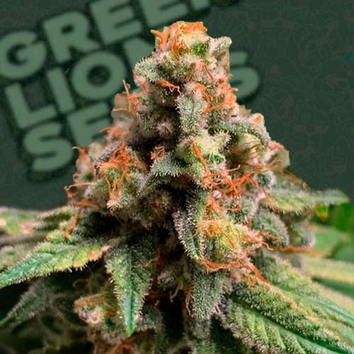 Fast Widow Auto