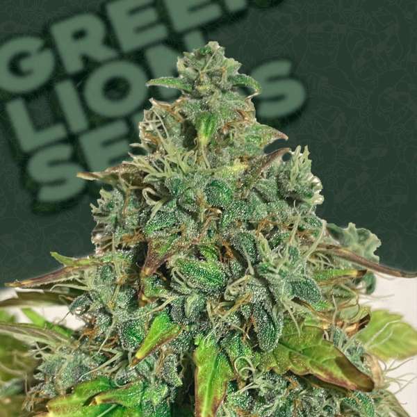 Moby Dick Auto