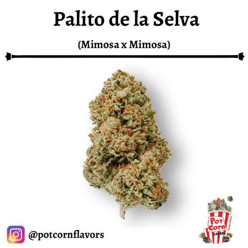 Palito de la selva