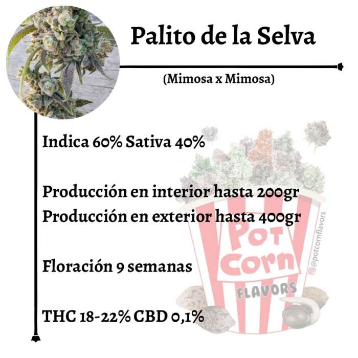 Palito de la selva - Image 2