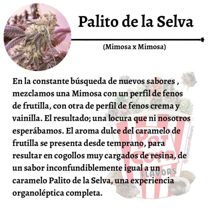 Palito de la selva - Image 3