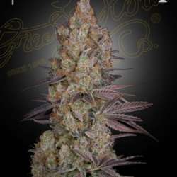 Exodus Cheese