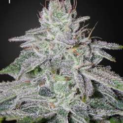 Franco's Lemon Cheese