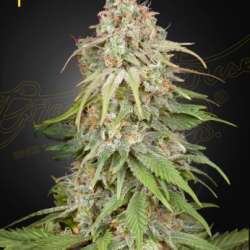 GH Amnesia