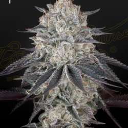 FullGass!