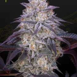 King’s Juice AUTO