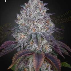 King's Tart