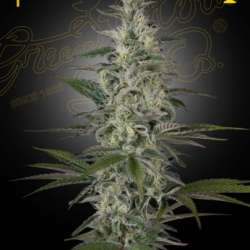 Hawaiian Snow