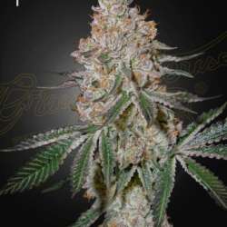 HighcloudZ