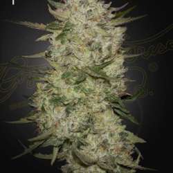 Highcloudz AUTO