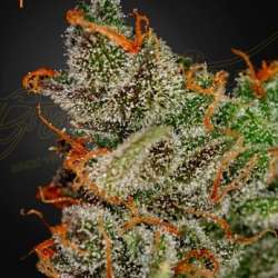 King's Kush