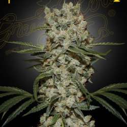 Super Silver Haze