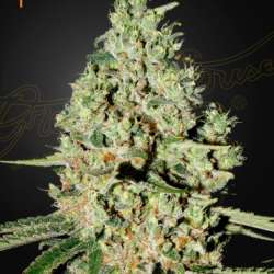 Super Critical