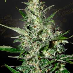 Super Critical AUTO