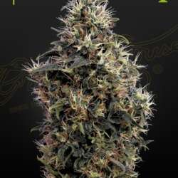 Sweet Mango AUTO
