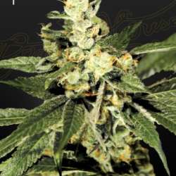 Train Wreck
