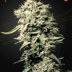 White Rhino
