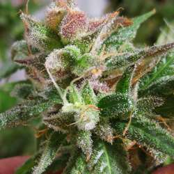 Latina Sativa