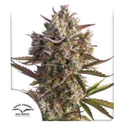 Auto Blueberry