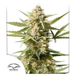 Auto Cinderella Jack