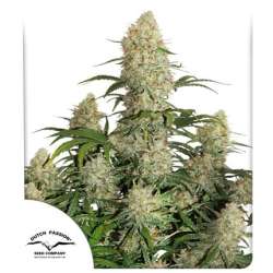 Auto Critical Orange Punch