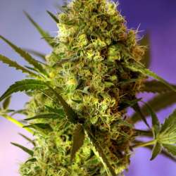 Big Devil #2 Auto