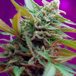 Black Jack Auto