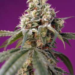 Bruce Banner Auto