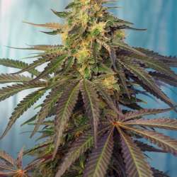 Cream Caramel CBD