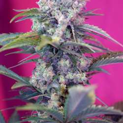 Cream Mandarine Auto
