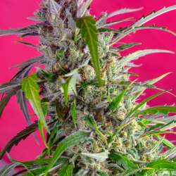 Crystal Candy Auto