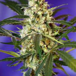 Fast Bud #2 Auto