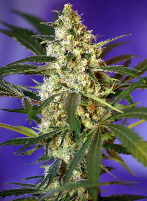 Fast Bud #2 Auto