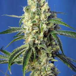 Green Poison CBD
