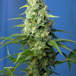 Honey Peach Auto CBD