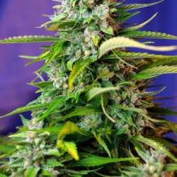Jack 47 Auto