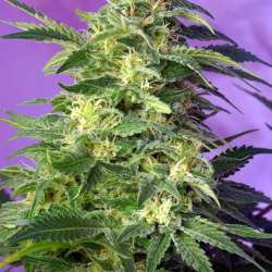 Killer Kush Auto
