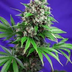 Killer Kush F1 Fast Version