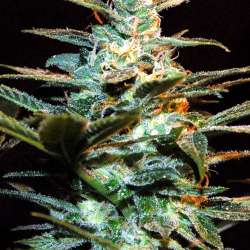 NYC Diesel