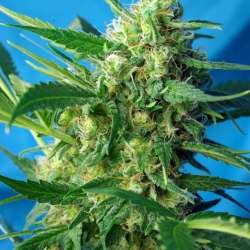 NYC Diesel Auto