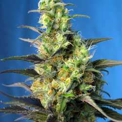 NYC Diesel CBD