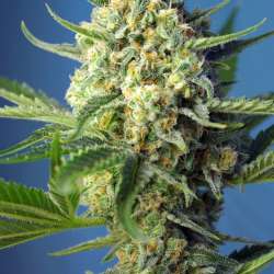 S.A.D. Sweet Afgani Delicious Auto