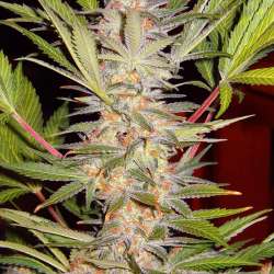 S.A.D. Sweet Afgani Delicious S1